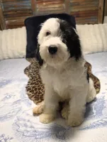 Puppy #14 💖 Precious, a female Sheepadoodle for sale in Toccoa, GA – 3 of 10