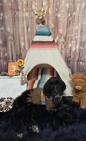 Puppy #3 Haddassa, a female Labradoodle for sale in Toccoa, GA – 2 of 8