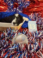 Puppy #13, a female Sheepadoodle for sale in Toccoa, GA – 2 of 2