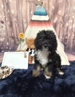 Puppy #16  💜 Boujee Jr.🐩, a male Sheepadoodle for sale in Toccoa, GA – 2 of 10