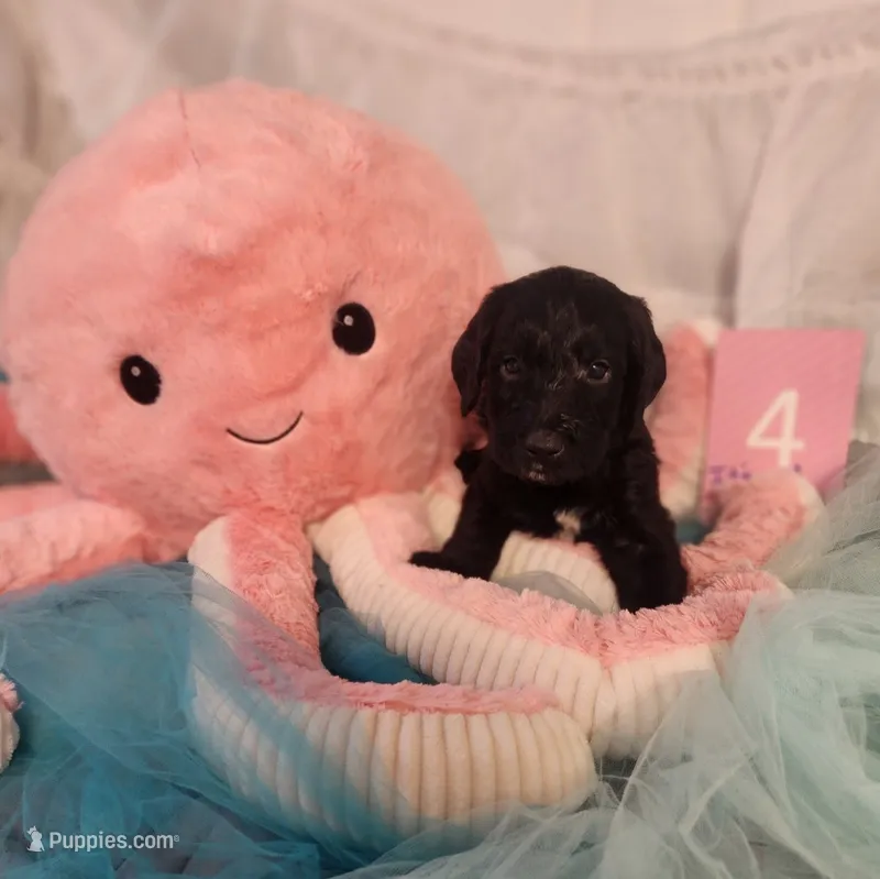 Puppy #4 – Labradoodle puppy for sale in Toccoa, GA