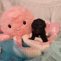 Puppy #4, a male Labradoodle for sale in Toccoa, GA – 2 of 5