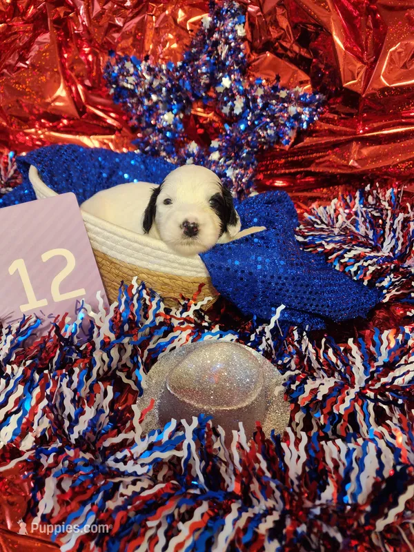 Puppy #12 – Sheepadoodle puppy for sale in Toccoa, GA