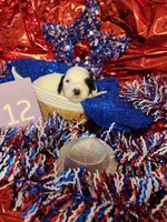 Puppy #12, a female Sheepadoodle for sale in Toccoa, GA – 1 of 2
