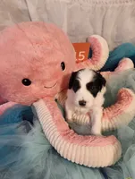 Puppy #15, a male Sheepadoodle for sale in Toccoa, GA – 1 of 4