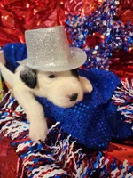 Puppy #14, a female Sheepadoodle for sale in Toccoa, GA – 2 of 2