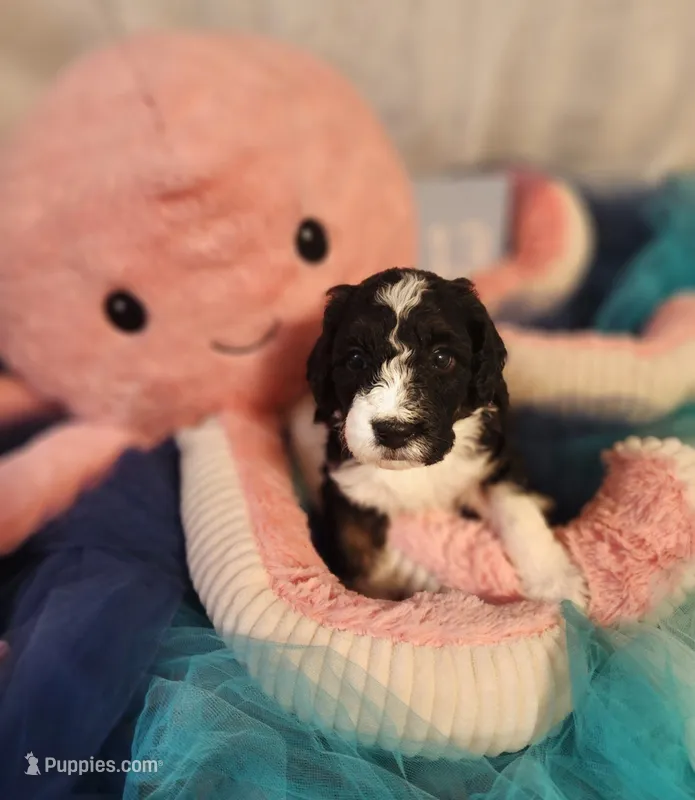 Puppy #13 – Sheepadoodle puppy for sale in Toccoa, GA