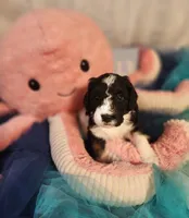 Puppy #13, a female Sheepadoodle for sale in Toccoa, GA – 1 of 4