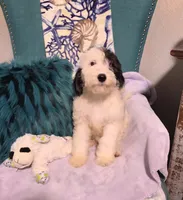 Puppy #14 💖 Precious, a female Sheepadoodle for sale in Toccoa, GA – 2 of 10