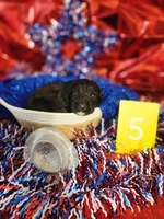 Puppy #5, a male Labradoodle for sale in Toccoa, GA – 2 of 2