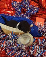 Puppy #16, a male Sheepadoodle for sale in Toccoa, GA – 2 of 2