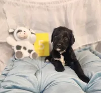 Puppy #5, a male Labradoodle for sale in Toccoa, GA – 5 of 8