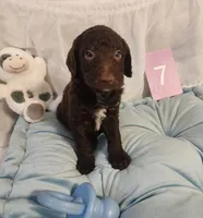 Puppy #7, a male Labradoodle for sale in Toccoa, GA – 3 of 6