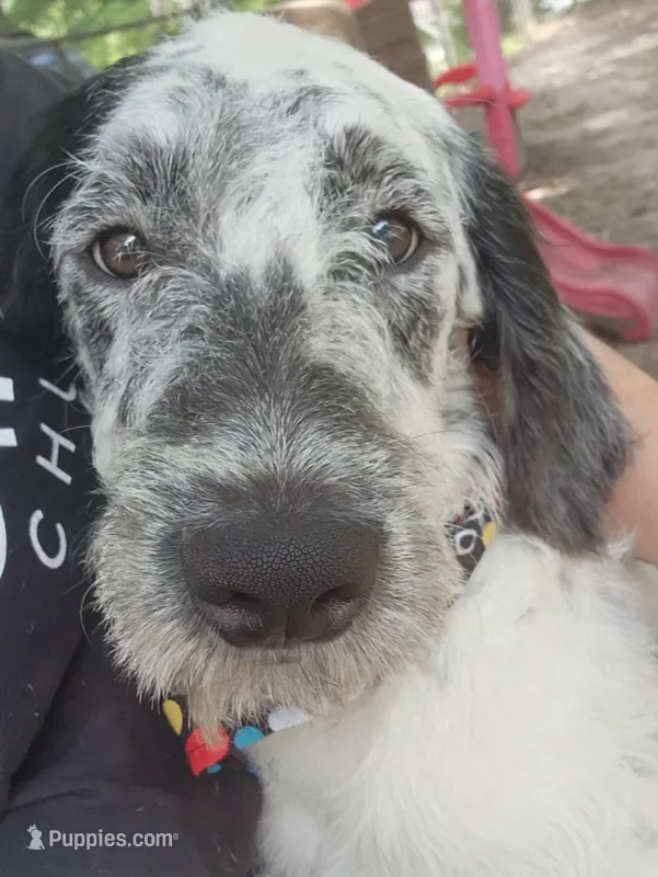 Fidget  LOVING HOME SPECIAL  – Poodle - Standard  puppy for sale in Toccoa, GA