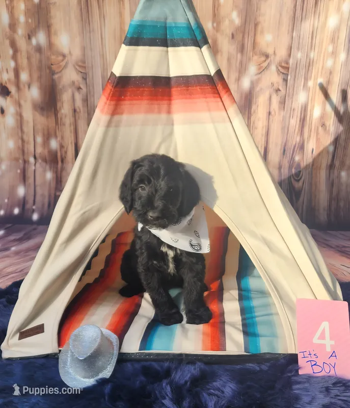 Puppy #4 – Labradoodle puppy for sale in Toccoa, GA