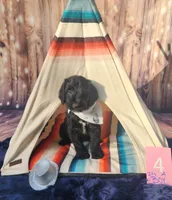 Puppy #4, a male Labradoodle for sale in Toccoa, GA – 1 of 5