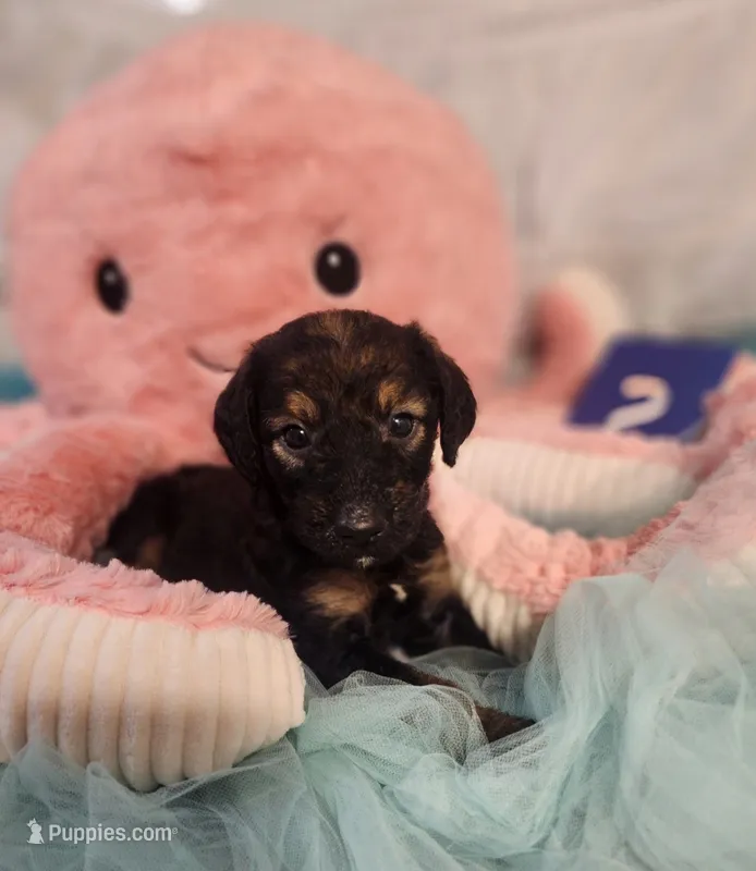 Puppy #2 – Labradoodle puppy for sale in Toccoa, GA