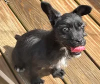 Evie, a female French Bulldog and Poodle - Miniature  for sale in Toccoa, GA – Photo 3 of 3