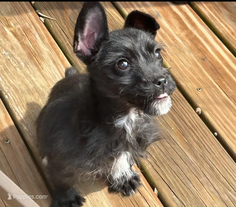 Evie, a female French Bulldog and Poodle - Miniature  for sale in Toccoa, GA – Photo 1 of 3