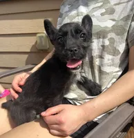 Evie, a female French Bulldog and Poodle - Miniature  for sale in Toccoa, GA – Photo 2 of 3