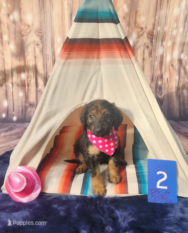 Puppy #2 – Labradoodle puppy for sale in Toccoa, GA