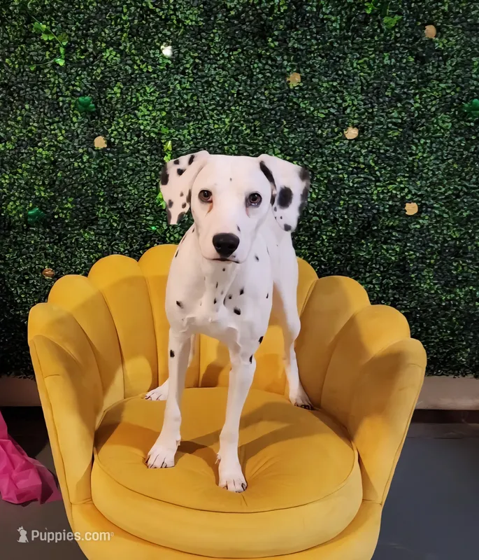 Sage Harley Rose – Dalmatian puppy for sale in Toccoa, GA