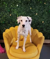 Sage Harley Rose, a female Dalmatian for sale in Toccoa, GA – 1 of 8