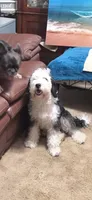 Penelope , a female Sheepadoodle for sale in Toccoa, GA – 3 of 4