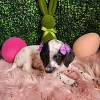 Miracle WEEKEND SALE, a female Dalmatian and Poodle - Standard  for sale in Toccoa, GA – Photo 3 of 9