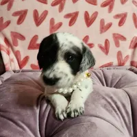 Miracle WEEKEND SALE, a female Dalmatian and Poodle - Standard  for sale in Toccoa, GA – Photo 9 of 9