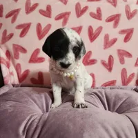 Miracle WEEKEND SALE, a female Dalmatian and Poodle - Standard  for sale in Toccoa, GA – Photo 8 of 9