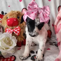 Miracle WEEKEND SALE, a female Dalmatian and Poodle - Standard  for sale in Toccoa, GA – Photo 7 of 9