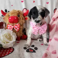 Miracle WEEKEND SALE, a female Dalmatian and Poodle - Standard  for sale in Toccoa, GA – Photo 6 of 9