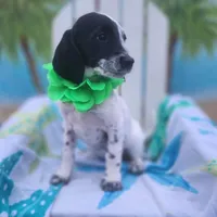 Miracle WEEKEND SALE, a female Dalmatian and Poodle - Standard  for sale in Toccoa, GA – Photo 1 of 9