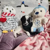 Miracle WEEKEND SALE, a female Dalmatian and Poodle - Standard  for sale in Toccoa, GA – Photo 4 of 9