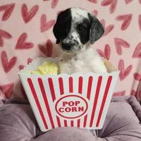 Miracle WEEKEND SALE, a female Dalmatian and Poodle - Standard  for sale in Toccoa, GA – Photo 5 of 9