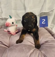 Puppy #2, a female Labradoodle for sale in Toccoa, GA – 4 of 6
