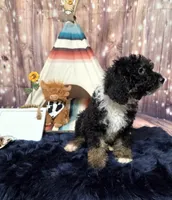 Puppy #16  💜 Boujee Jr.🐩, a male Sheepadoodle for sale in Toccoa, GA – 4 of 10