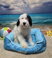 Puppy #14 💖 Precious, a female Sheepadoodle for sale in Toccoa, GA – 5 of 10