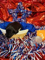 Puppy #3, a female Labradoodle for sale in Toccoa, GA – 2 of 2