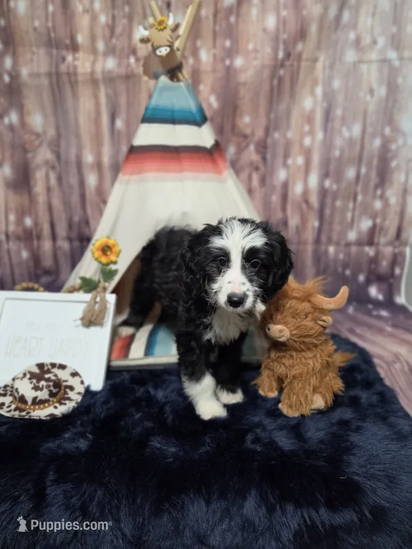 Puppy #11 Bailey – Sheepadoodle puppy for sale in Toccoa, GA