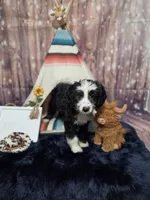 Puppy #11 Bailey, a female Sheepadoodle for sale in Toccoa, GA – 1 of 7