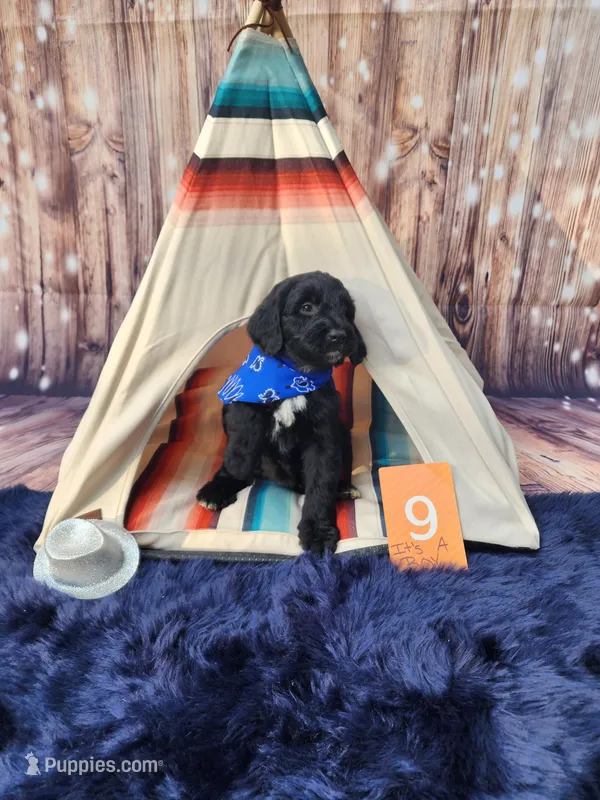 Puppy #9 – Labradoodle puppy for sale in Toccoa, GA