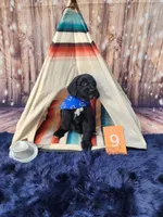 Puppy #9, a male Labradoodle for sale in Toccoa, GA – 1 of 6