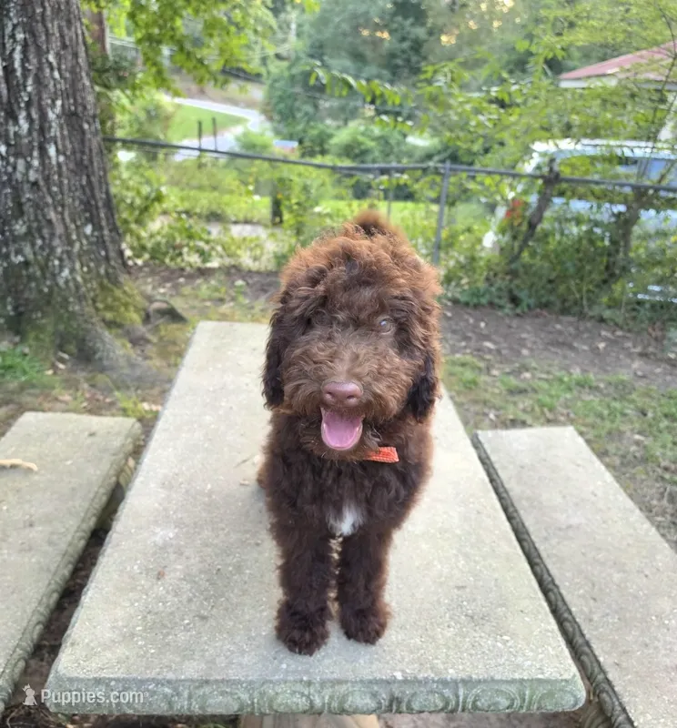 Puppy #8 🤩 Brownie 🤎 – Labradoodle puppy for sale in Toccoa, GA