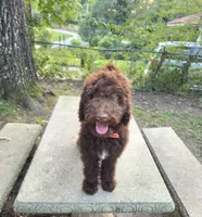 Puppy #8 🤩 Brownie 🤎, a male Labradoodle for sale in Toccoa, GA – 1 of 10