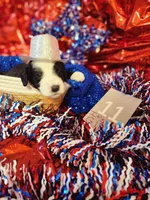 Puppy #11, a female Sheepadoodle for sale in Toccoa, GA – 2 of 2