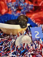 Puppy #2, a female Labradoodle for sale in Toccoa, GA – 2 of 2