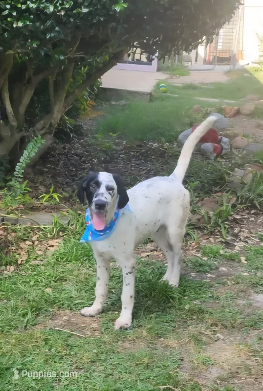 Two-Tone LOVING HOME SPECIAL  – Dalmatian, Poodle - Standard  puppy for sale in Toccoa, GA