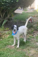 Two-Tone LOVING HOME SPECIAL , a male Dalmatian and Poodle - Standard  for sale in Toccoa, GA – 1 of 10